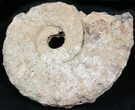 Agate/Chalcedony Replaced Ammonite Fossil #25516-1